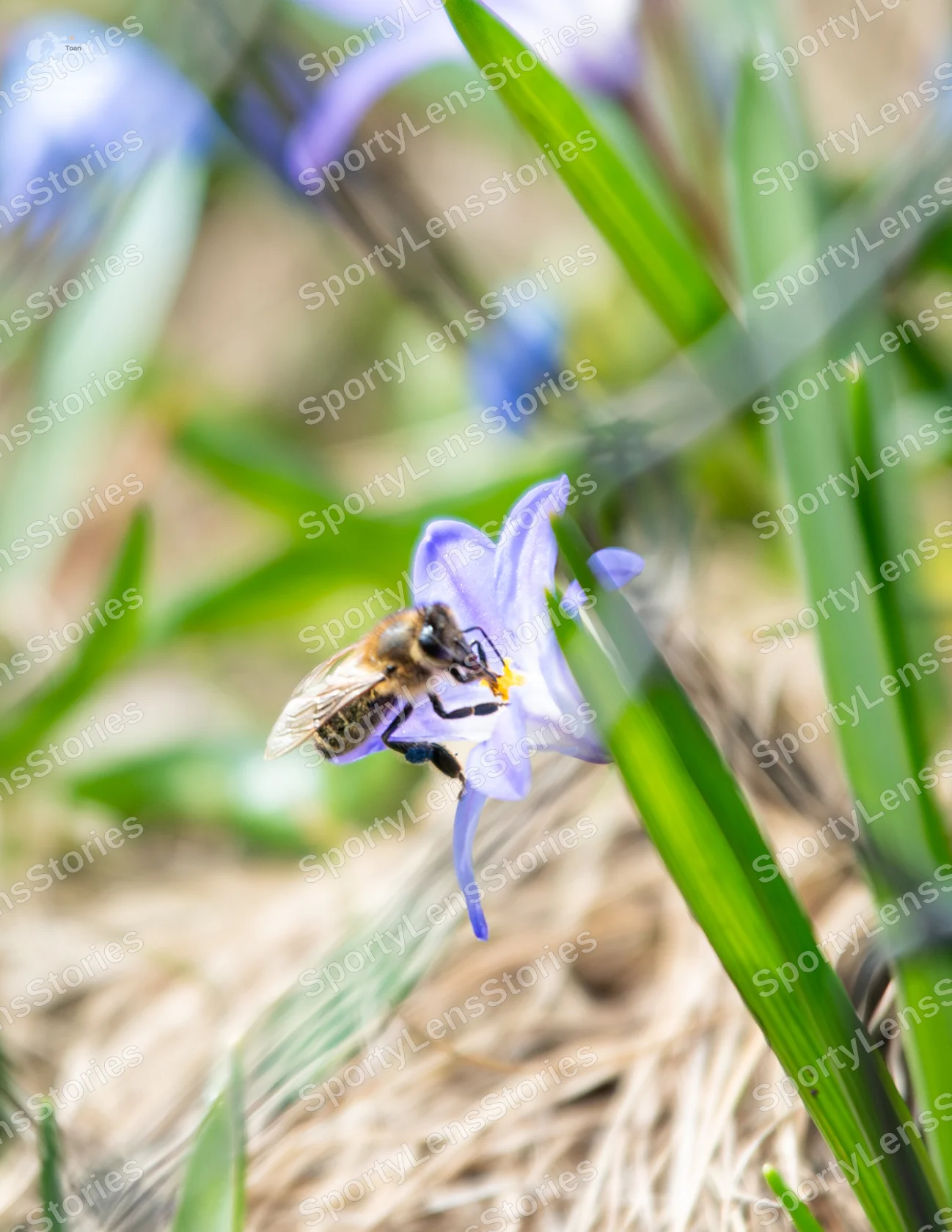 ToanSLS_8415-2.jpg